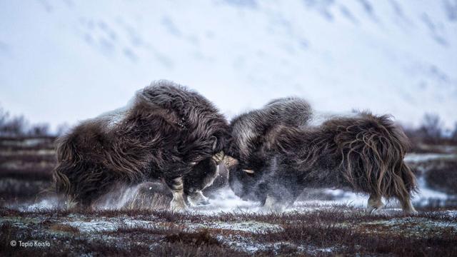 161129wildlifephoto8.jpg