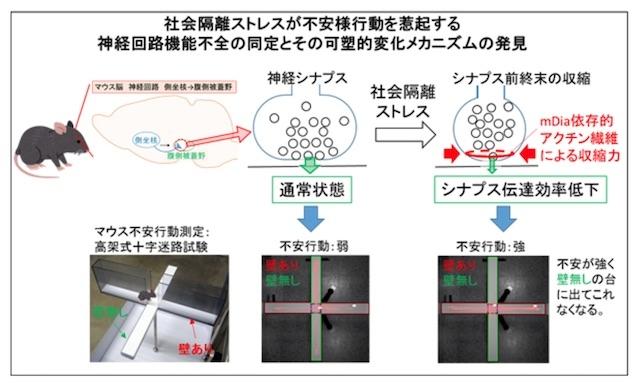 引きこもりはなぜ起こる？京大教授らがメカニズム発見