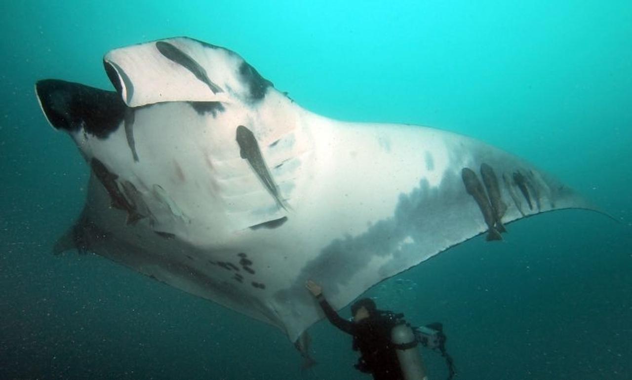 プランクトンしか食べないことで知られるマンタ 実は魚も食べてる ギズモード ジャパン