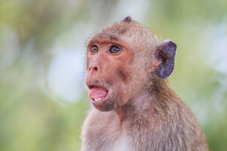 サルが言葉を話せない理由は、口やのどのせい？ それとも脳 ...