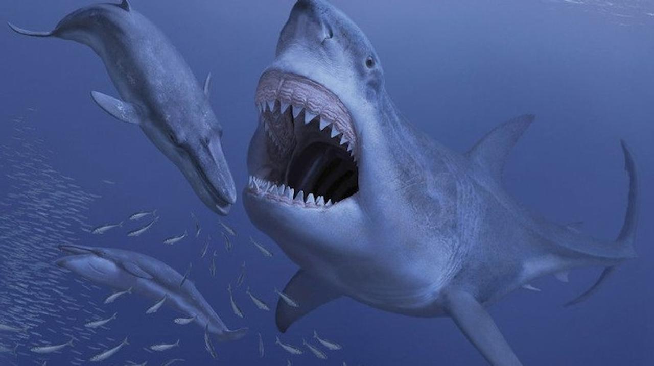 体長16mの巨大サメ・メガロドン、好き嫌いが激しすぎて絶滅した？