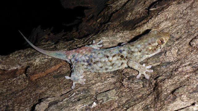 うろこを脱ぐ 新種ヤモリ