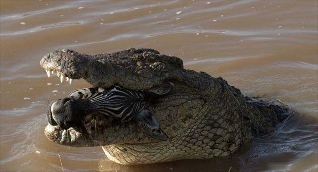 170215crocseat10_r.jpg