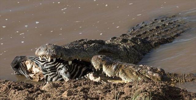 170215crocseat1_r.jpg