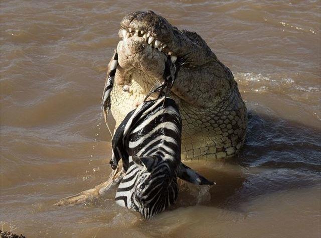 170215crocseat2_r.jpg