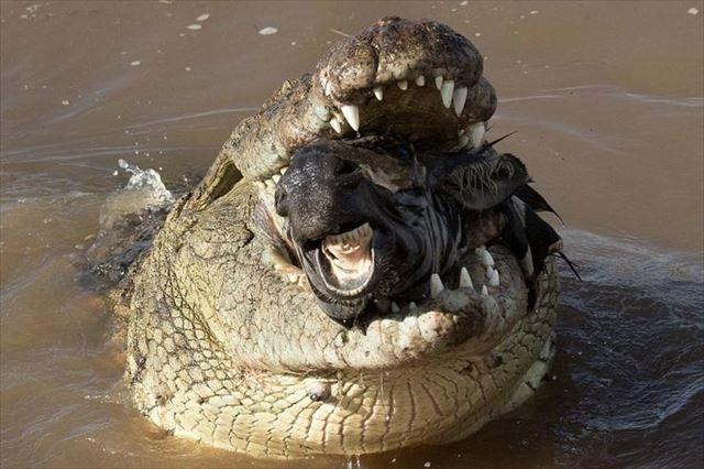 170215crocseat3_r.jpg