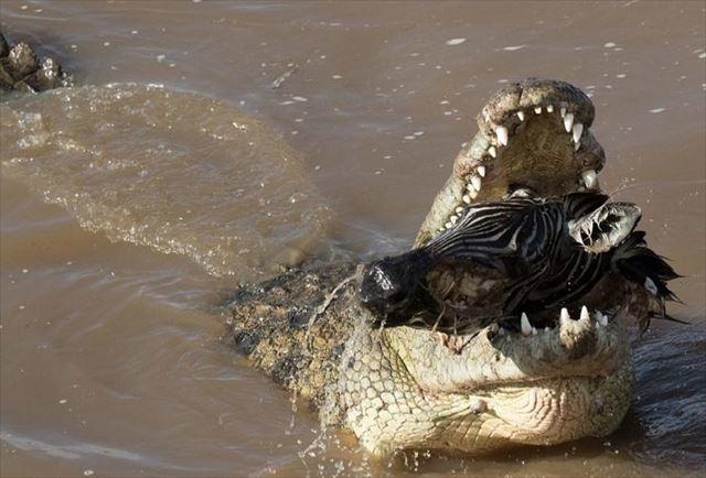170215crocseat4_r.jpg