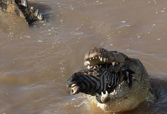 170215crocseat5_r.jpg