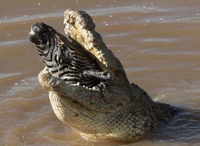 170215crocseat6_r.jpg