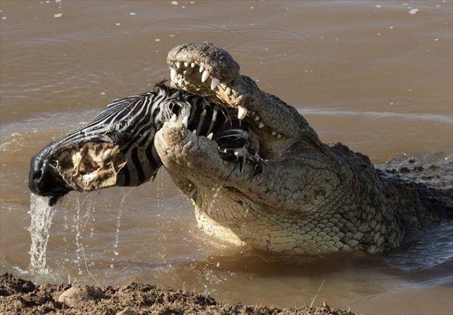 170215crocseat7_r.jpg