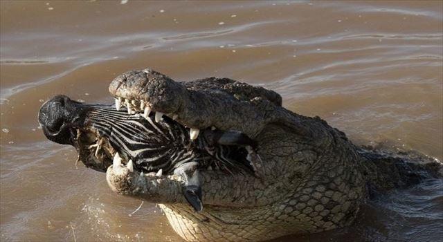 170215crocseat8_r.jpg
