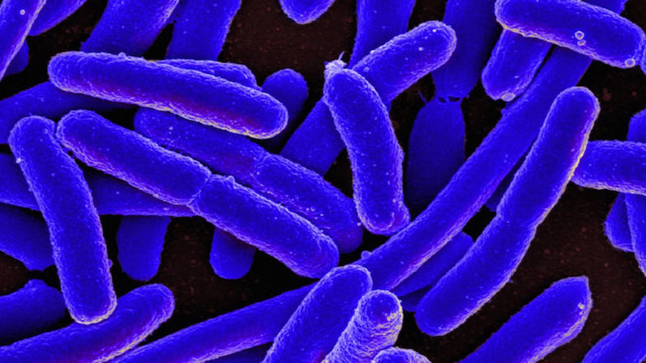 抗生物質が効かない細菌退治に。DNAをズタズタに噛み砕き殺す｢CRISPR-Cas3｣