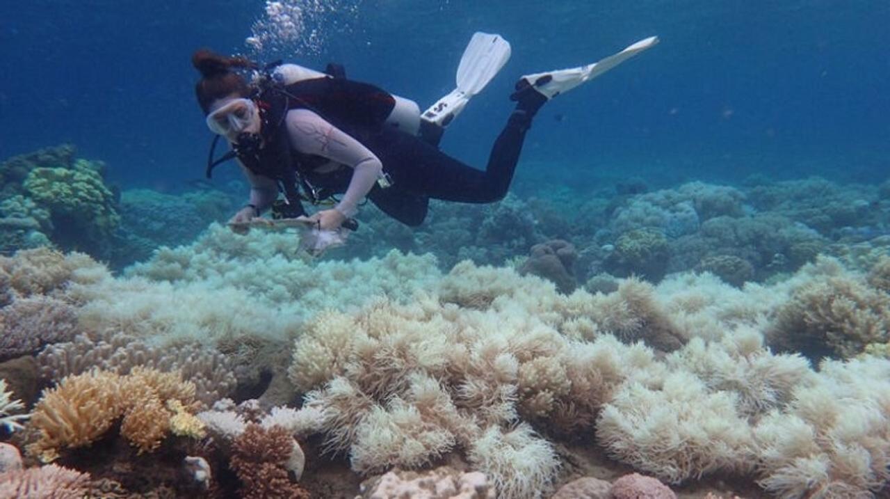 グレートバリアリーフを蝕む白化現象、サンゴ礁の3分の2がすでに白化