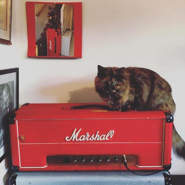 170403ktcatsonamps02.jpg
