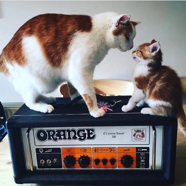 170403ktcatsonamps03.jpg