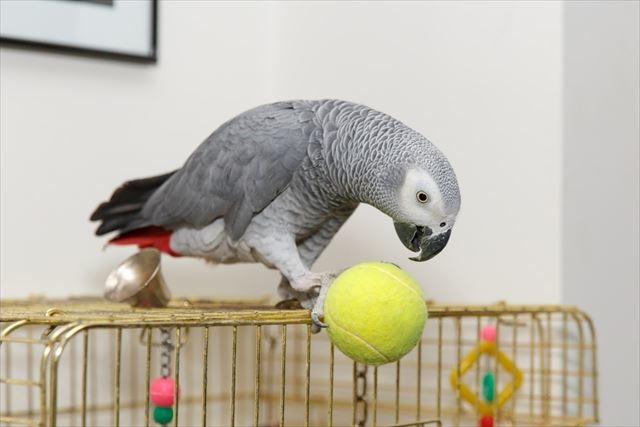 20170417_african_grey_r.jpg