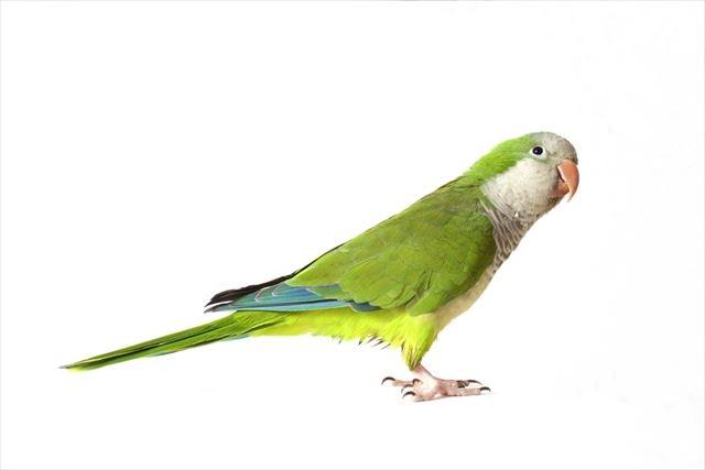20170417_monk_parakeet_r.jpg