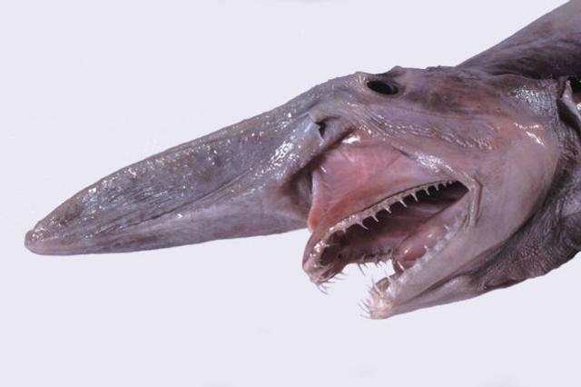 1 こわーい深海生物ベスト10
