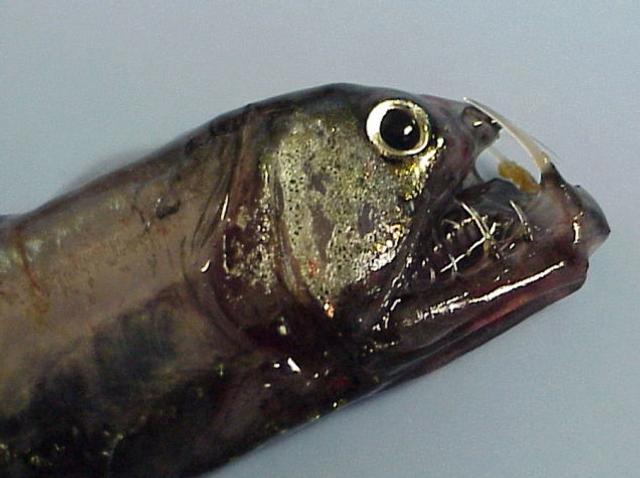 3 こわーい深海生物ベスト10