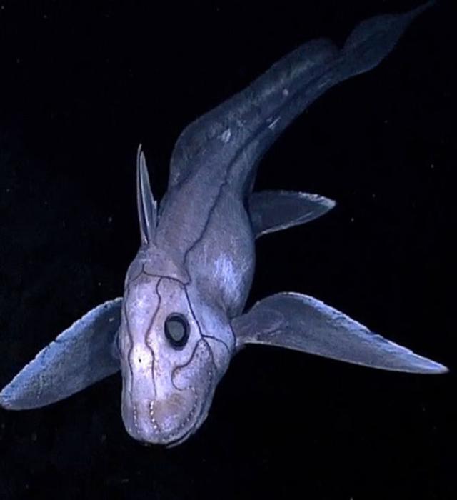 4 こわーい深海生物ベスト10