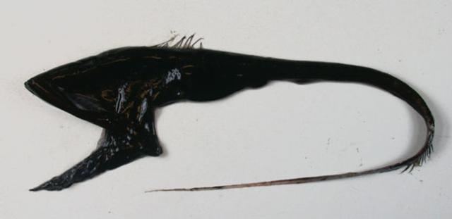 5 こわーい深海生物ベスト10