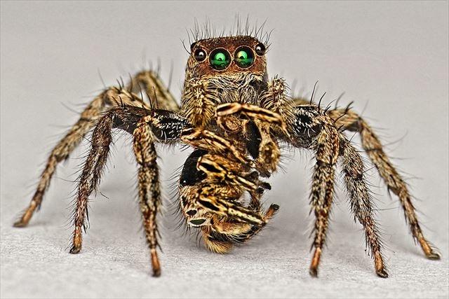 20170426_cannibal_spider_r.jpg