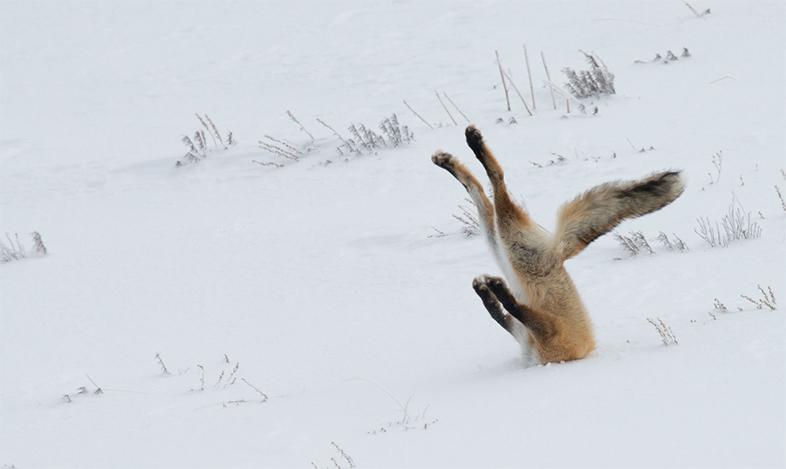 思わず笑っちゃう野生動物コメディー写真アワード、2016の受賞作