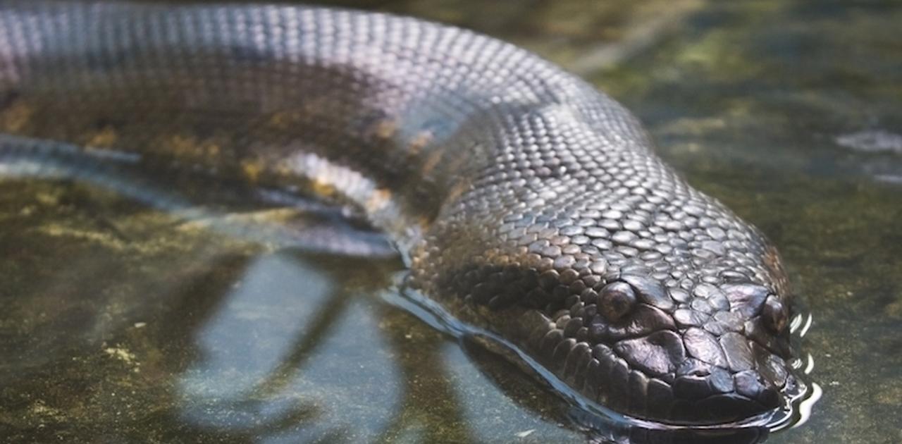 巨大アナコンダが人間を生きたまま食べる