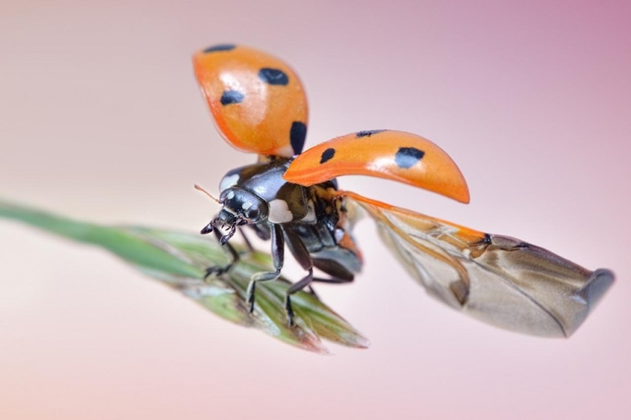 てんとう虫の羽の構造の研究で雨傘が進化するかも？