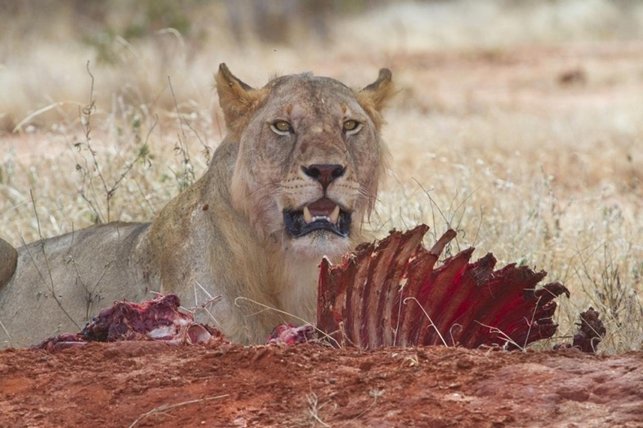 ツァボの人食いライオンが人間を襲った、意外な理由