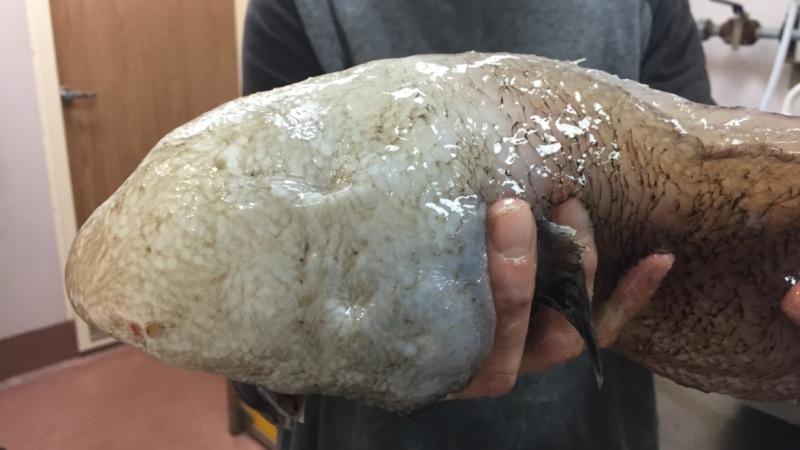 顔のない魚｣とよばれた深海魚、じつは目がありました | ギズモード