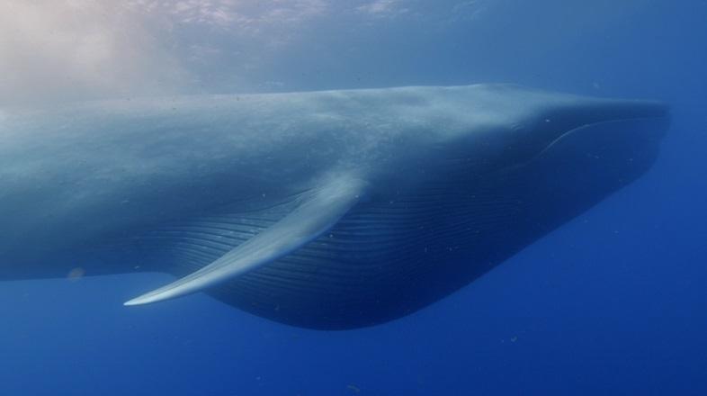 クジラの進化の歴史では、巨大化は最近のことらしい。それはなぜ