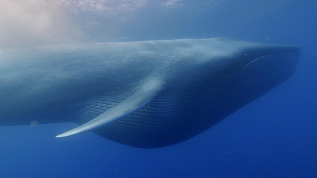 クジラの進化の歴史では 巨大化は最近のことらしい それはなぜ ギズモード ジャパン