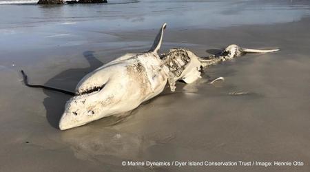 シャチがサメを食べまくる