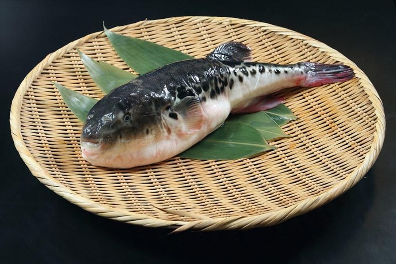 毒を判別できないフグが増えている 2千年の食文化を守るため 新たな戦いの始まりか ギズモード ジャパン 毒を判別できないフグが増えている 2千年の食文化を守るため 新たな戦いの始まりか ギズモード ジャパン