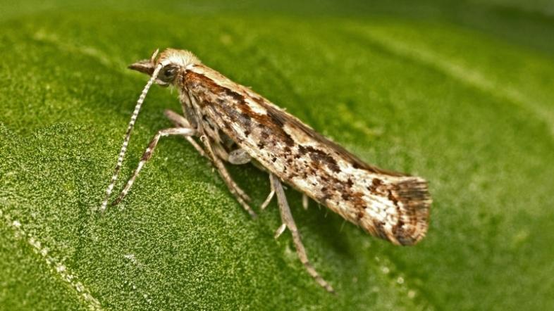 3万匹を放出。遺伝子組み換えした蛾が農産物を守る | ギズモード・ジャパン