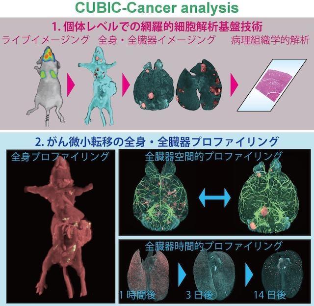 1細胞レベルでガンの転移が確認できる。東大と理研が新技術を開発