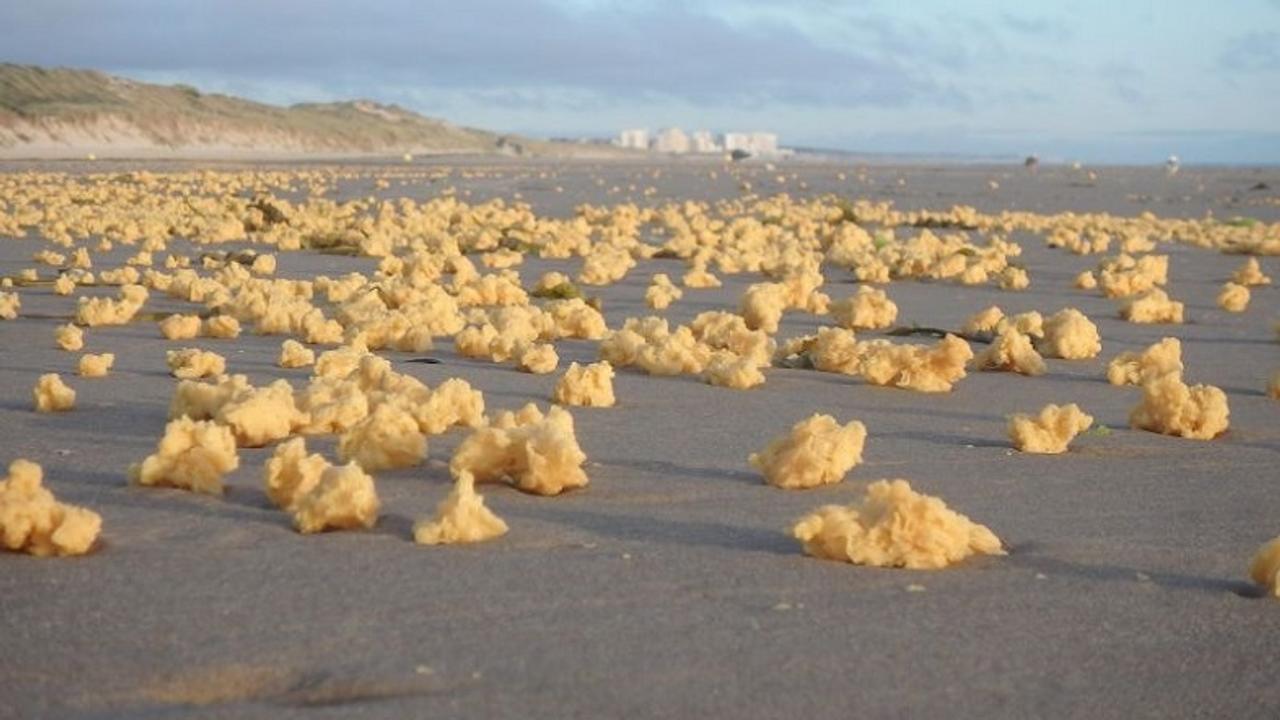 何じゃこりゃ？ フランスの海岸に打ち上げられた大量の黄色いスポンジ状の物体