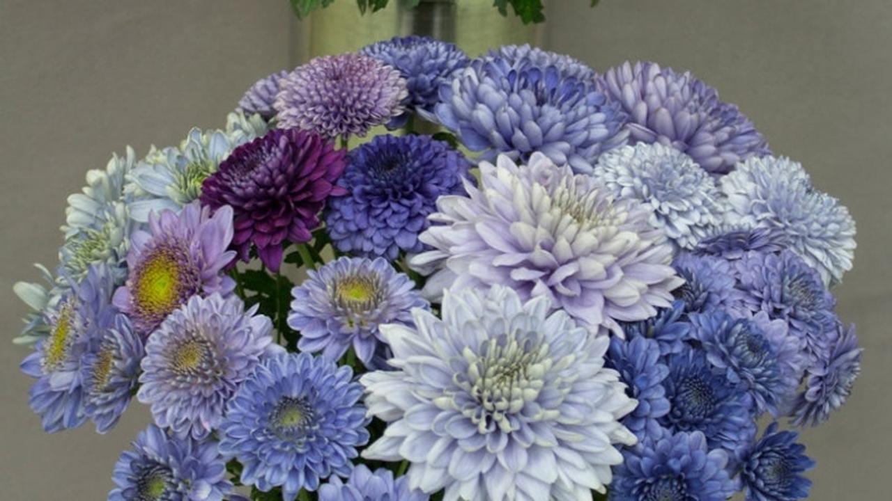 珍しい青い花は科学の力で作れるか ギズモード ジャパン