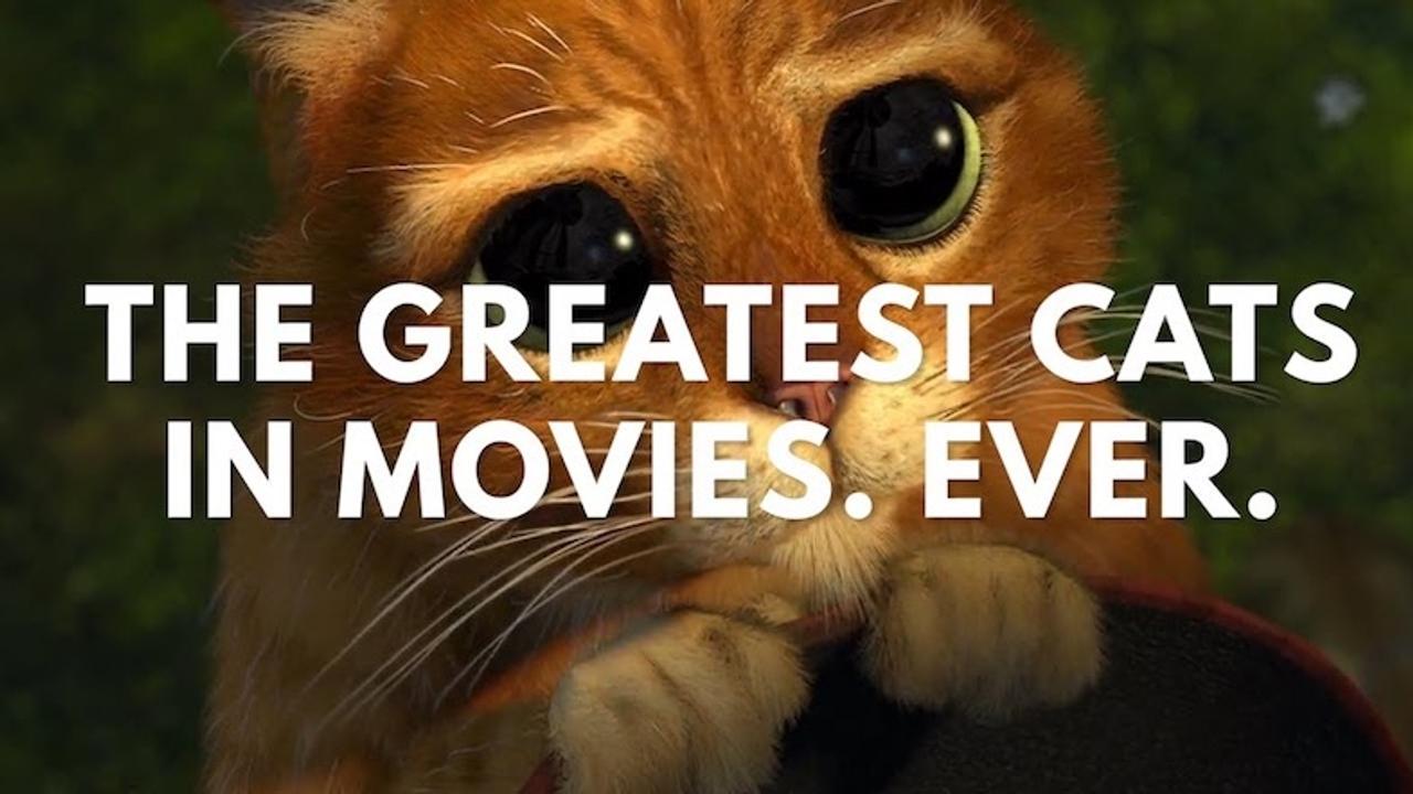映画に登場する素晴らしきネコシーンのまとめ動画 ギズモード ジャパン