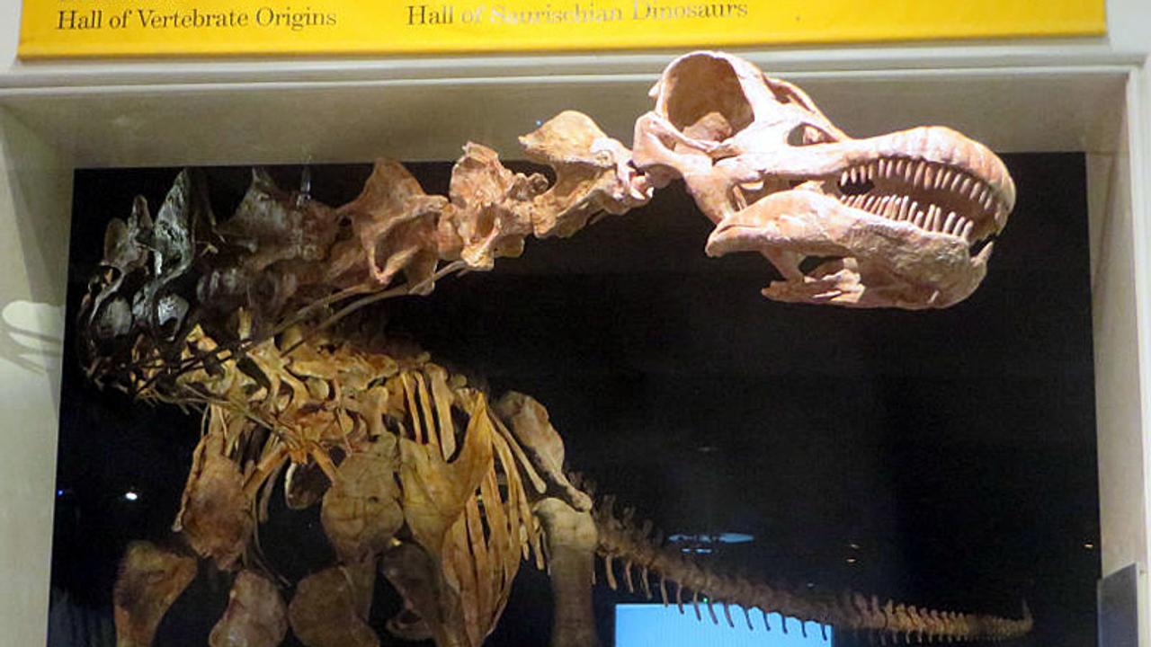 発見された新種は｢陸上最大のメガ恐竜｣だった