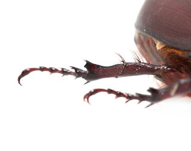 170828_smad_leg_beetle.jpg