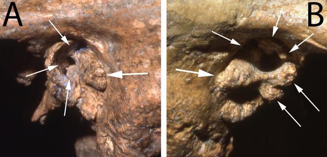 171027neandertal1