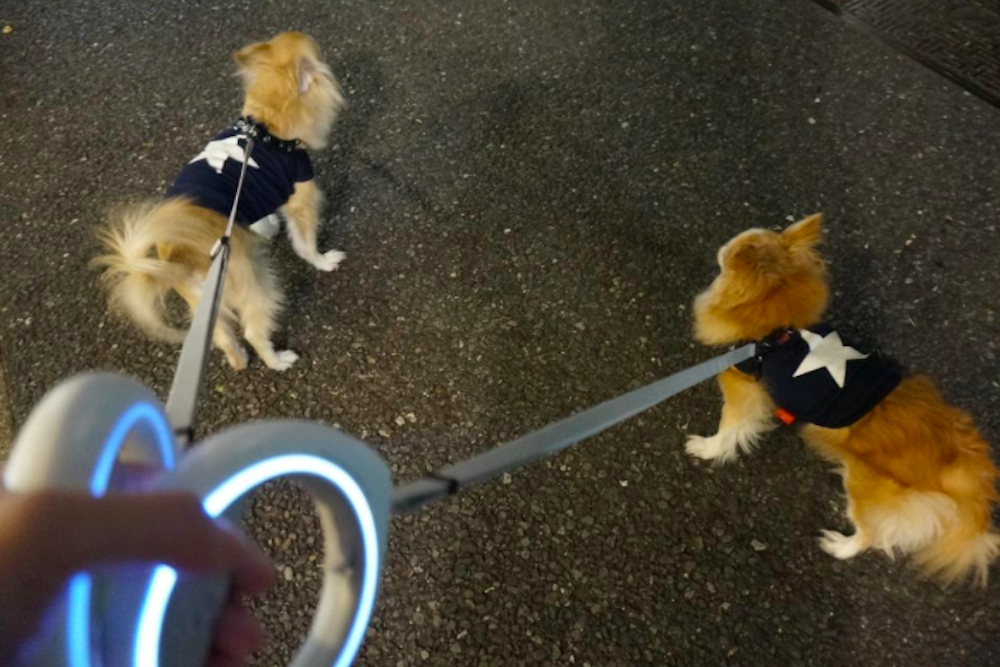 犬の散歩から健康管理をテクノロジーで可視化する。アプリ連動のペット・リード｢GO｣