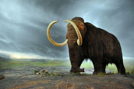 穴に落ちて死んじゃったマンモスになぜかオスが多い謎 | ギズモード