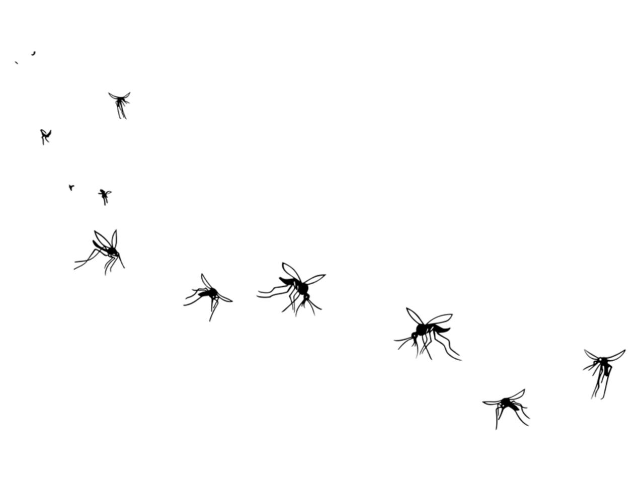 蚊をもって蚊を制す。細菌に感染した蚊を野に放ち一掃駆除へ、アメリカ環境保護局が承認