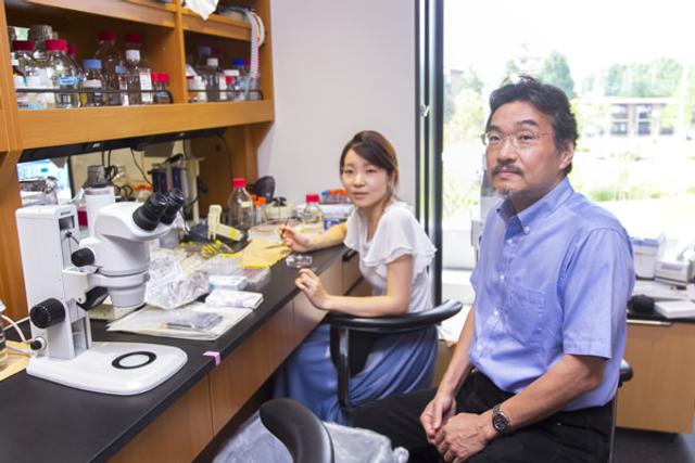 もりもり食べても、どんどん痩せる? 睡眠を司る「オレキシン」の秘めたる実力とは