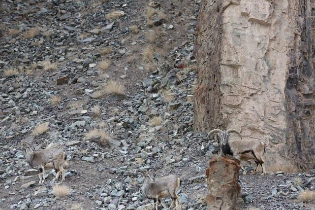 111727snowleopard2