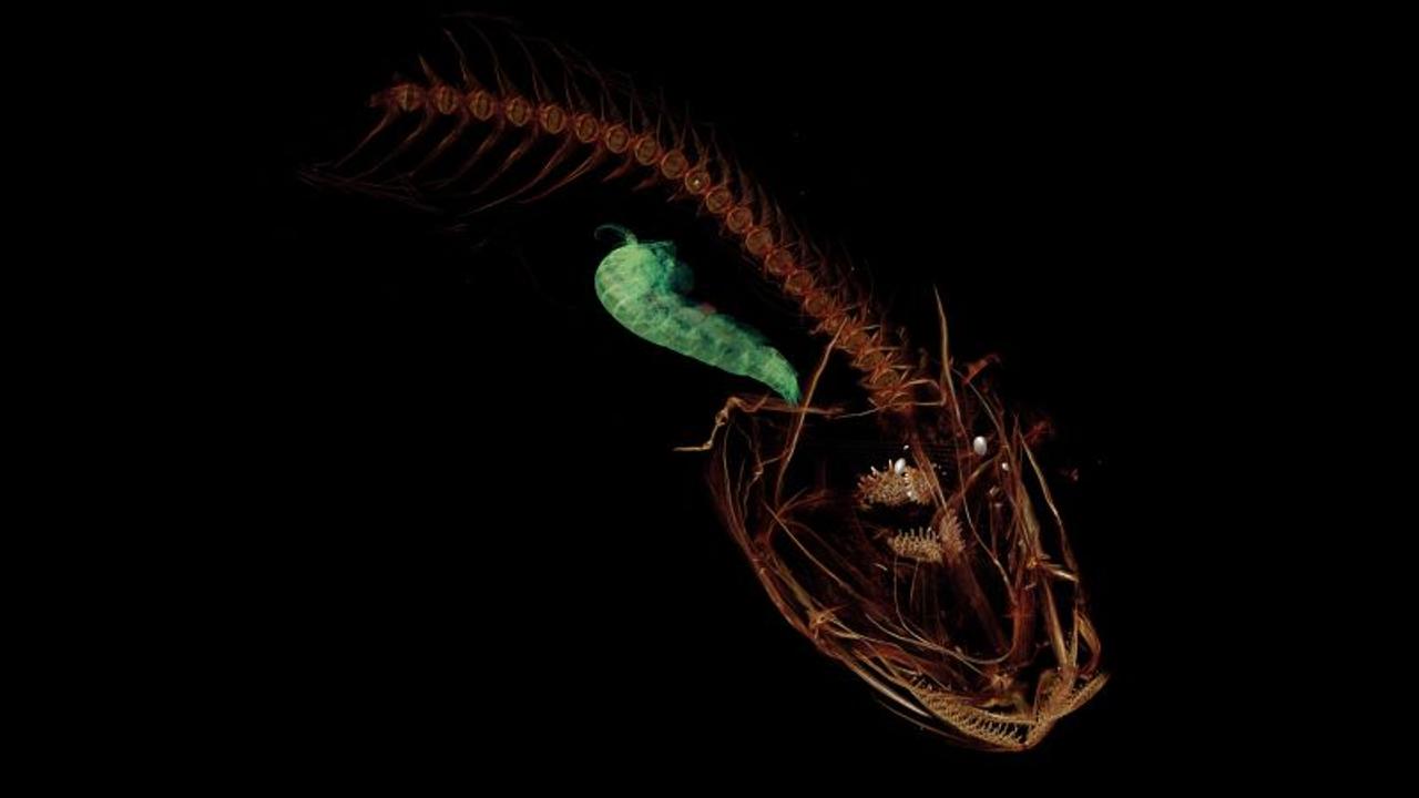 かわいい？ ちょっとグロい？ 新たに発見された地球最深の海底に住む深海魚