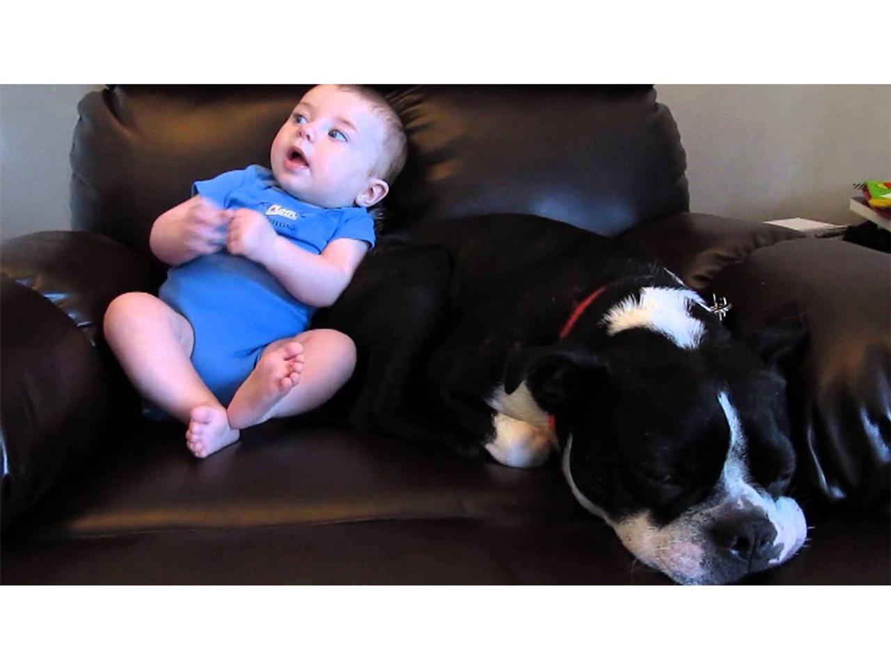 ｢赤ちゃんウンチ犬｣動画スパムに次々とひっかかる政治家・知識人の皆さん